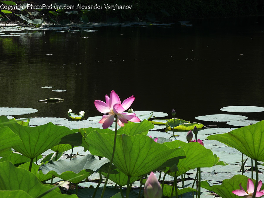 Blossom, Flora, Flower, Lily, Plant