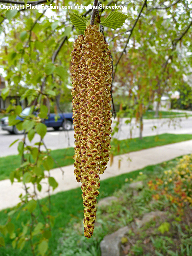 Blossom, Flora, Flower, Plant, Fruit, Conifer, Fir