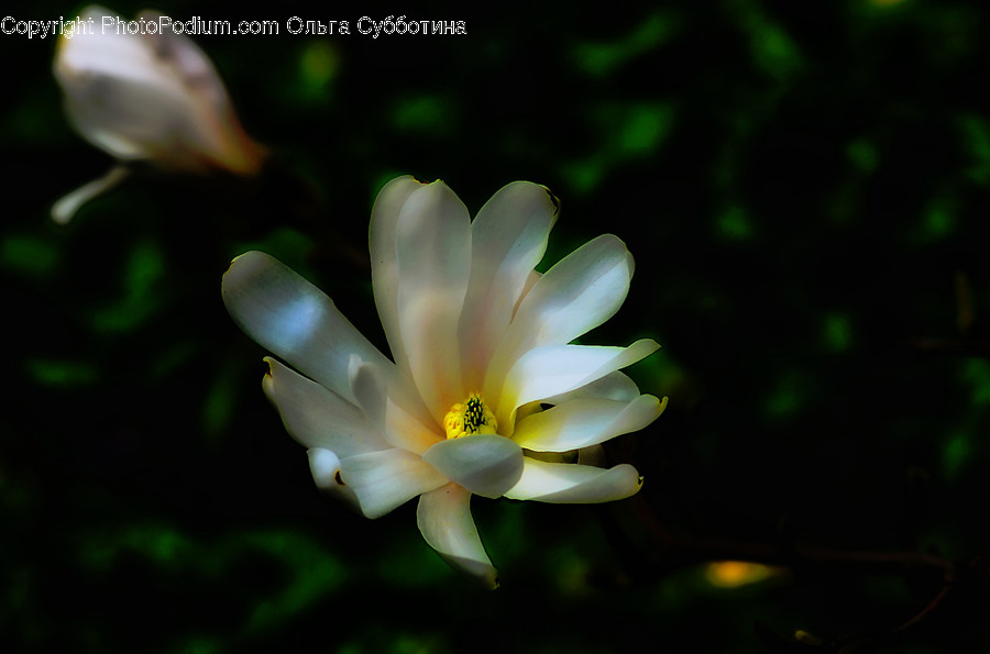 Blossom, Flora, Flower, Plant, Tulip