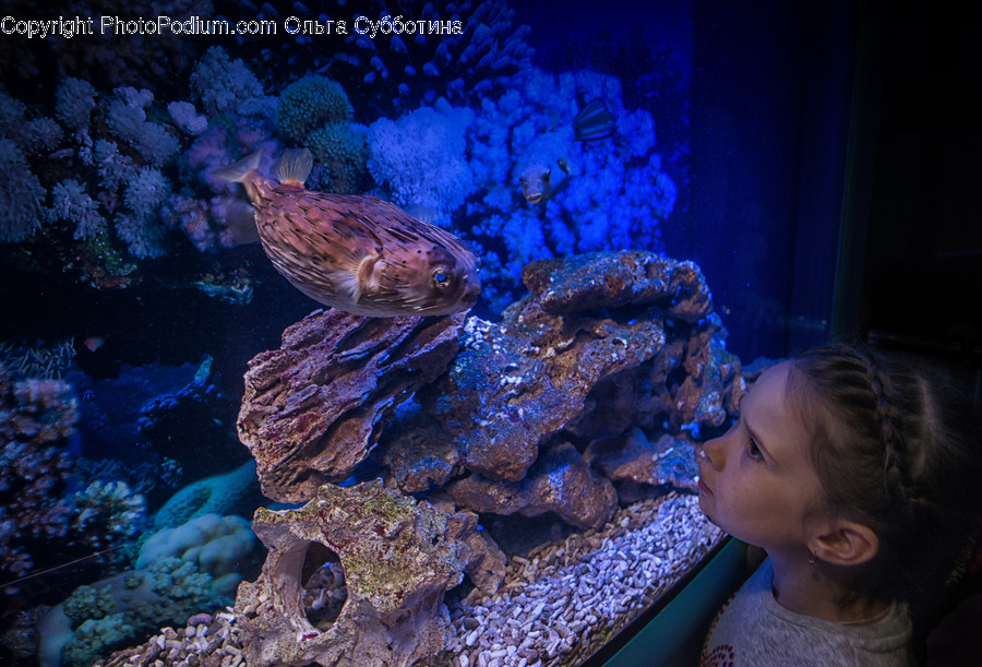 Human, People, Person, Animal, Aquarium