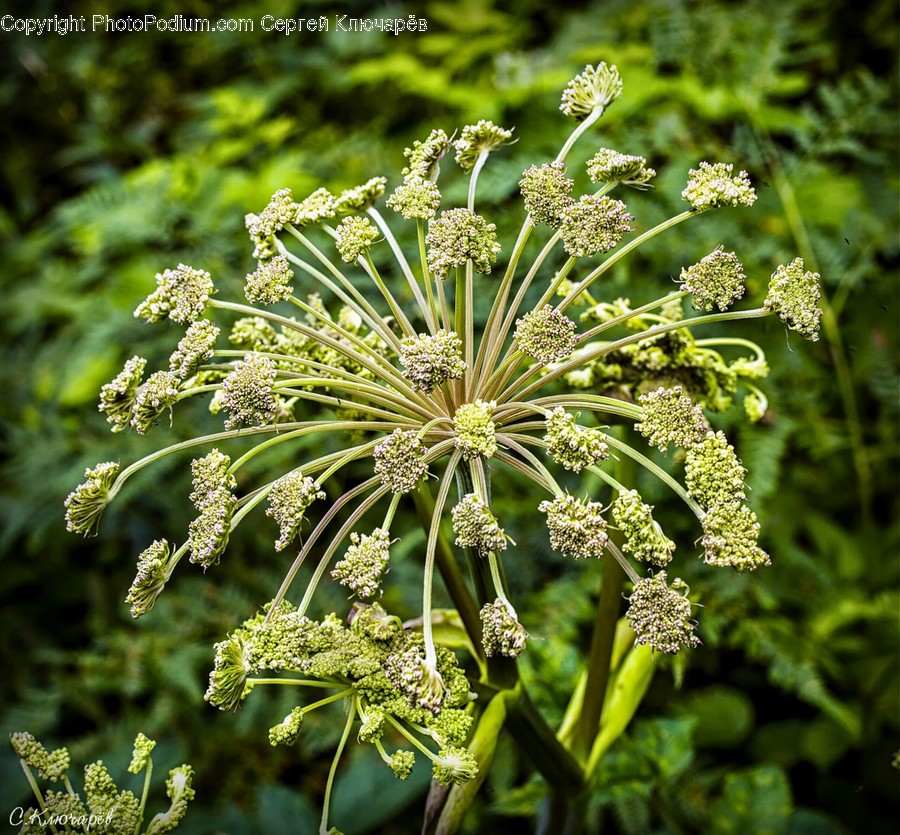 Apiaceae, Blossom, Flora, Flower, Plant
