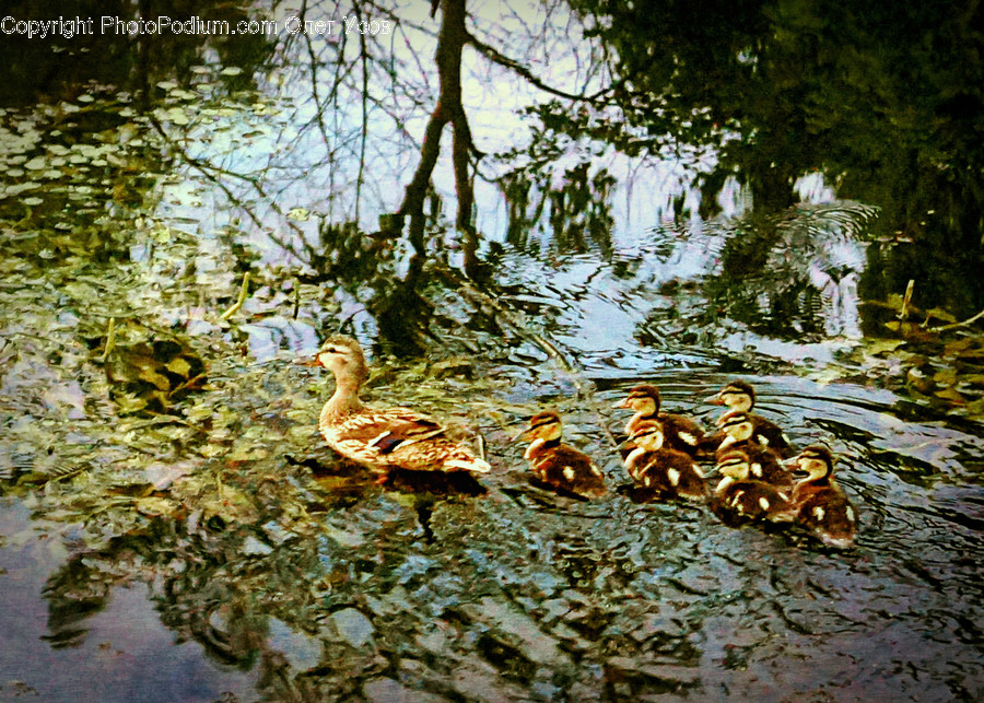 Animal, Bird, Duck, Waterfowl, Flora