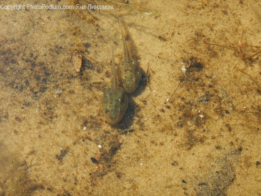 Amphibian, Animal, Tadpole, Wildlife, Dung Beetle