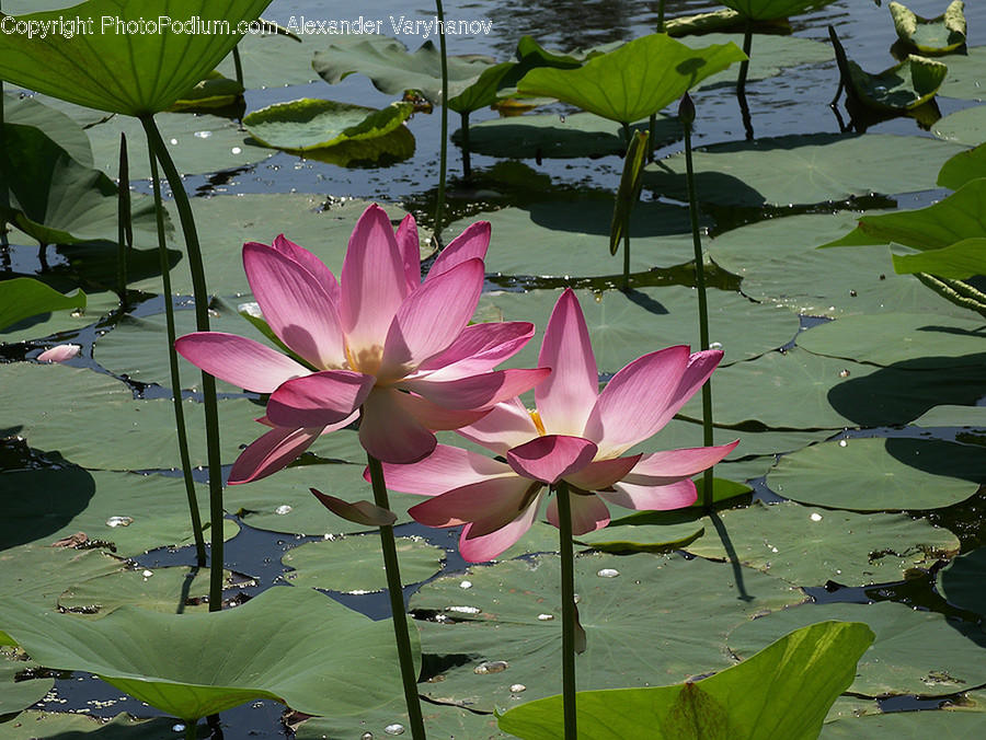 Blossom, Flora, Flower, Lily, Plant