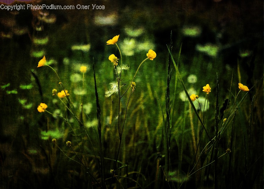 Flora, Grass, Plant, Blossom, Daffodil