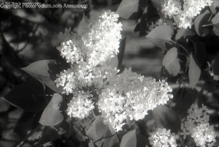 Blossom, Flora, Flower, Plant, Lilac