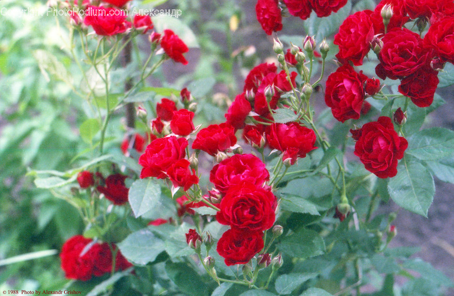 Blossom, Flora, Flower, Geranium, Plant