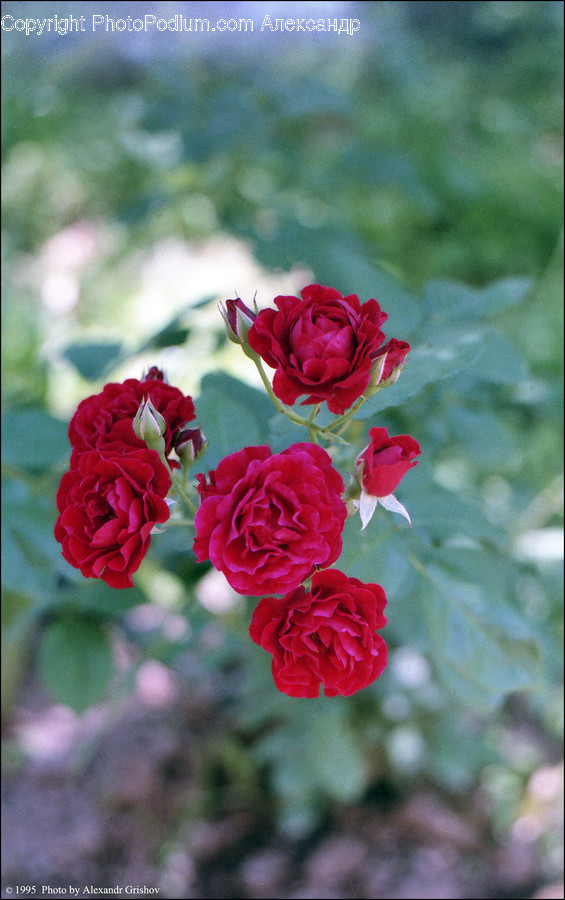 Blossom, Flora, Flower, Plant, Rose