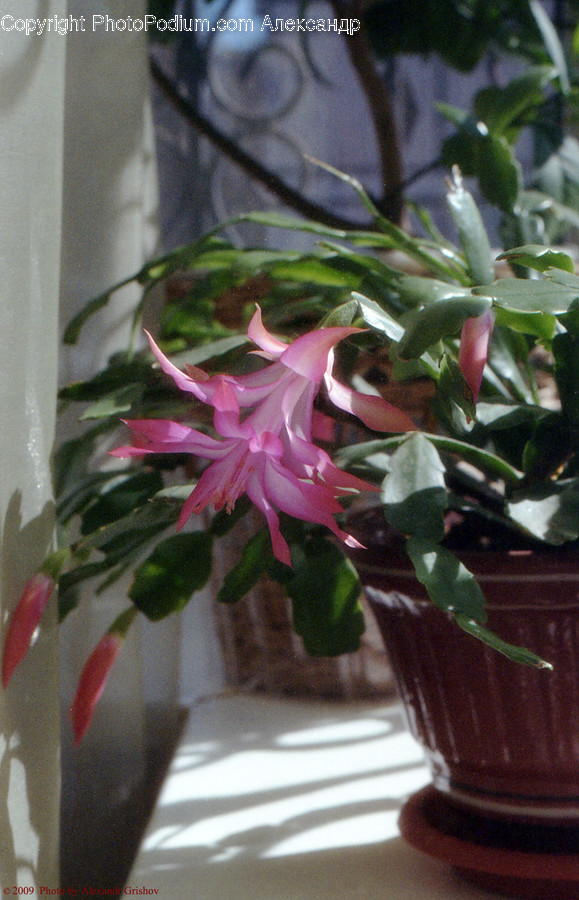 Blossom, Flora, Flower, Flower Arrangement, Ornament