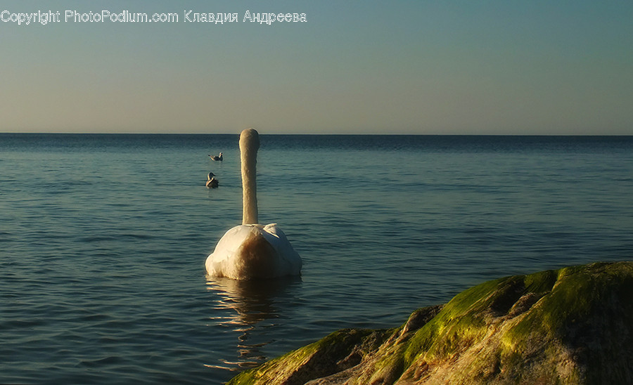 Animal, Bird, Pelican, Swan, Waterfowl