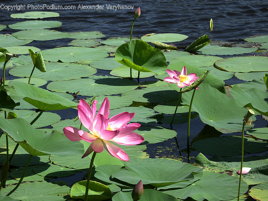 Blossom, Flora, Flower, Lily, Plant