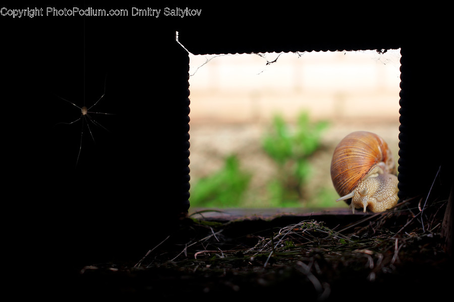 Animal, Insect, Invertebrate, Mosquito, Agaric