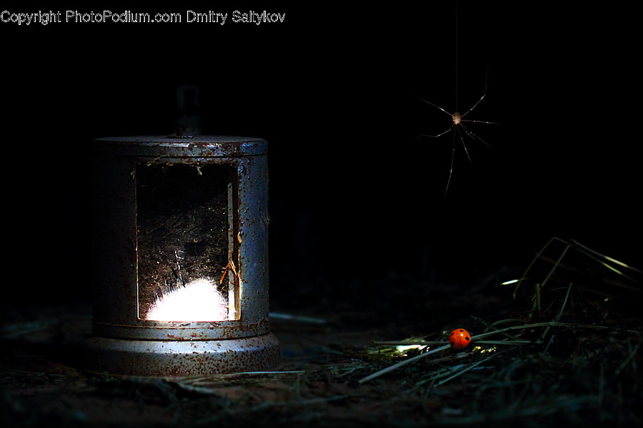 Animal, Insect, Invertebrate, Mosquito, Fireplace