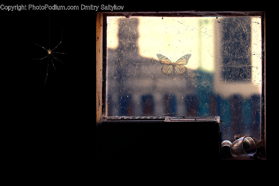 Animal, Insect, Invertebrate, Mosquito, Art