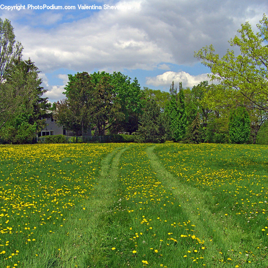 Field, Grass, Grassland, Meadow, Outdoors, Pasture, Land