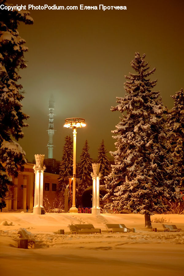 Plant, Potted Plant, Column, Pillar, Conifer, Fir, Tree