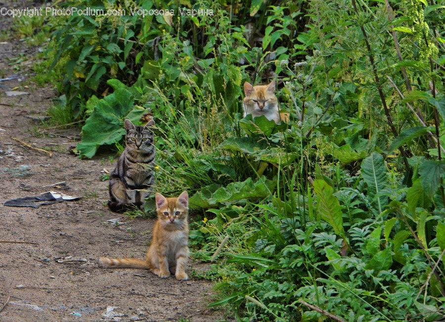 Adorable, Abyssinian, Animal, Cat, Mammal