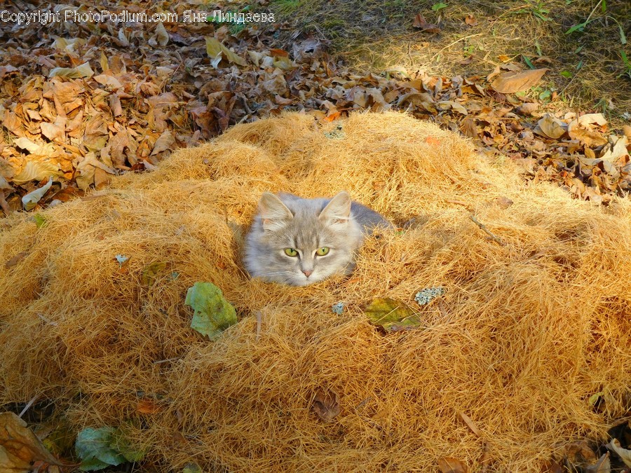 Flora, Grass, Plant, Ground, Soil