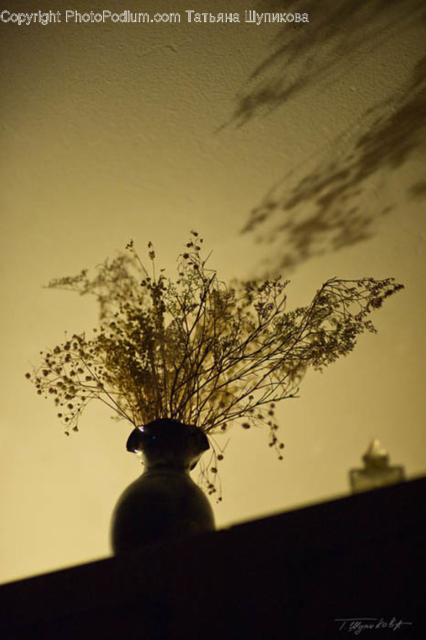 Bonsai, Flora, Jar, Plant, Potted Plant