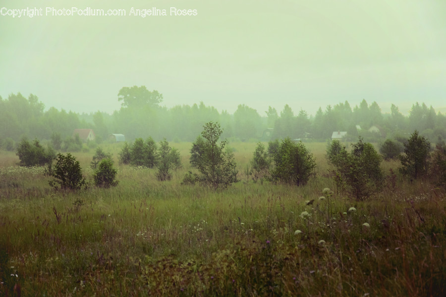 Fog, Nature, Weather, Field, Grassland