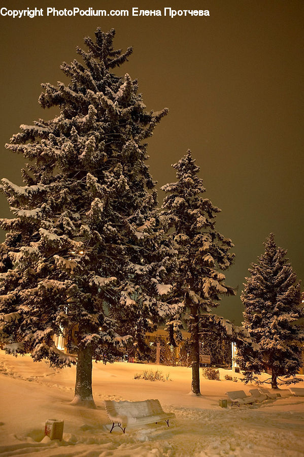 Conifer, Fir, Spruce, Wood, Plant, Tree, Frost