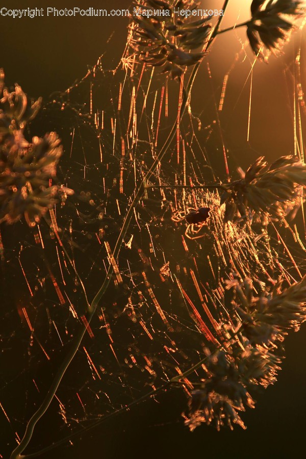Fireworks, Night, Outdoors, Flora, Plant