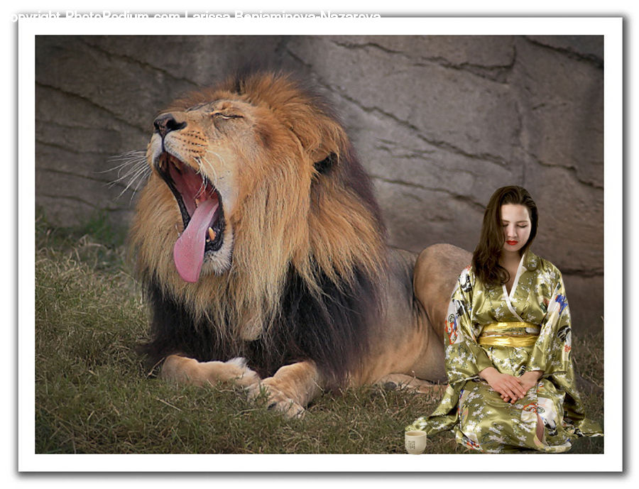 People, Person, Human, Animal, Lion, Wildlife, Canine