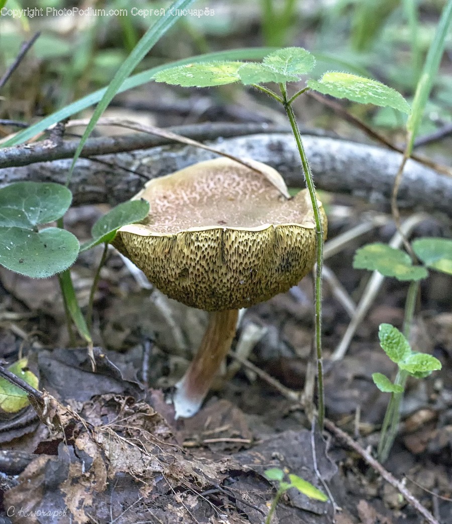 Fungus, Flora, Plant, Soil, Mushroom
