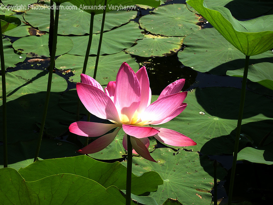 Blossom, Flora, Flower, Lily, Plant