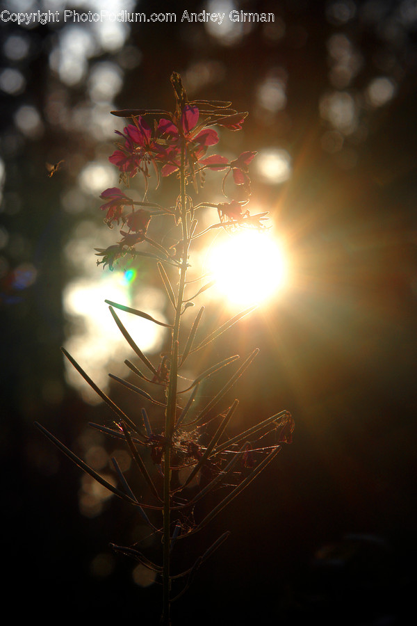 Flare, Light, Ornament, Blossom, Flora