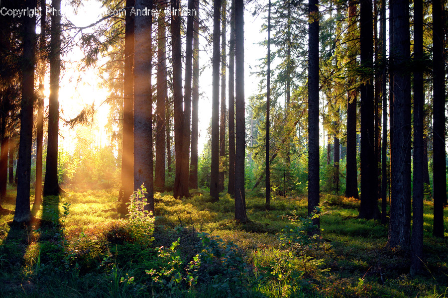 Flora, Forest, Land, Nature, Outdoors