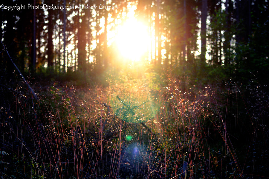 Flare, Light, Flora, Forest, Land
