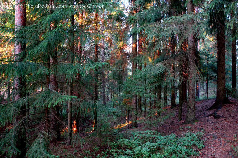 Conifer, Flora, Plant, Tree, Forest