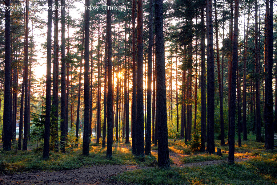 Flora, Forest, Land, Nature, Outdoors
