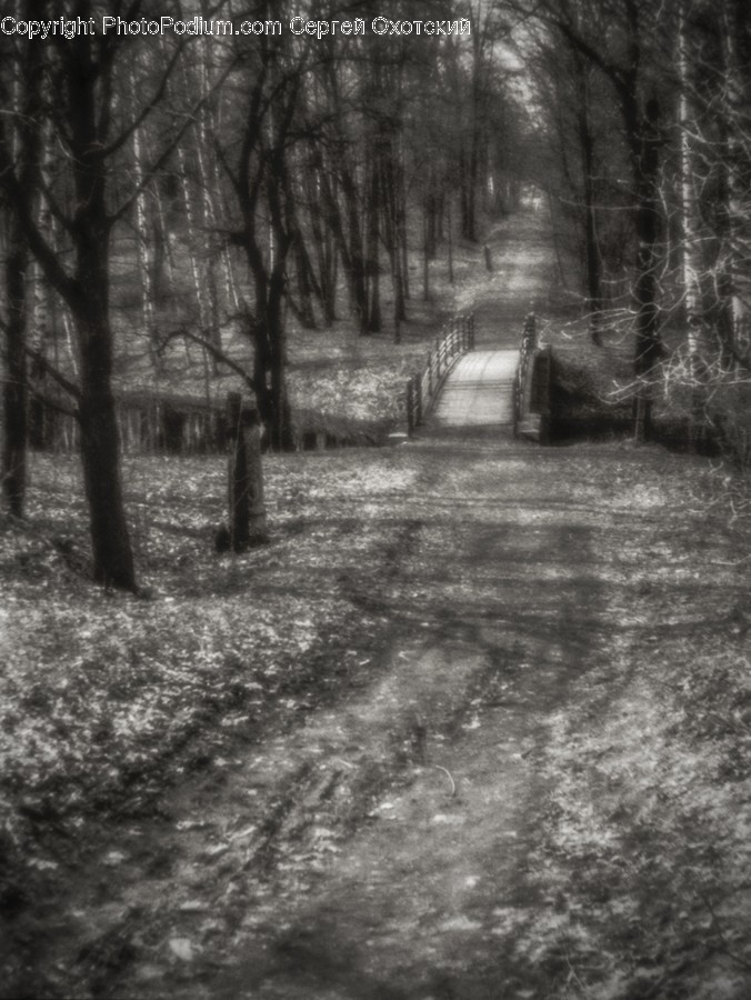 Flora, Forest, Land, Nature, Outdoors