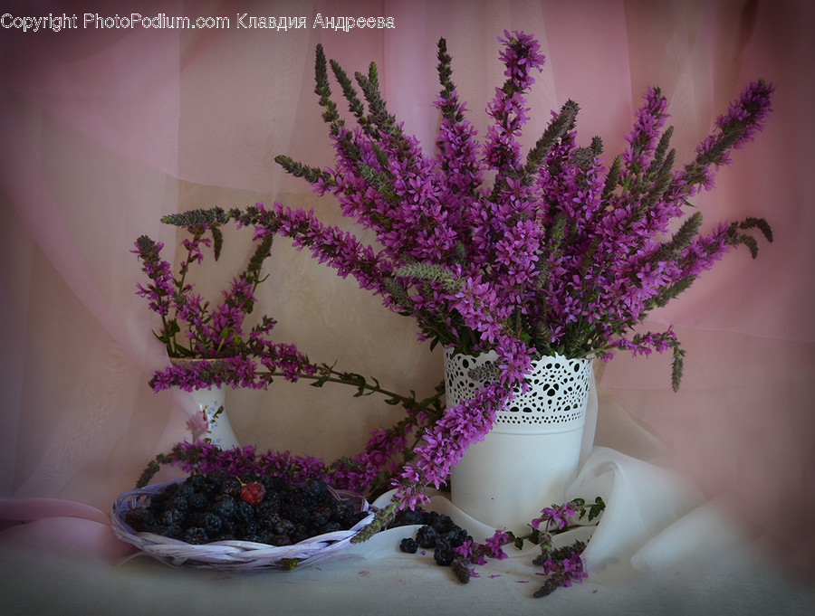 Flora, Lavender, Plant, Blossom, Flower