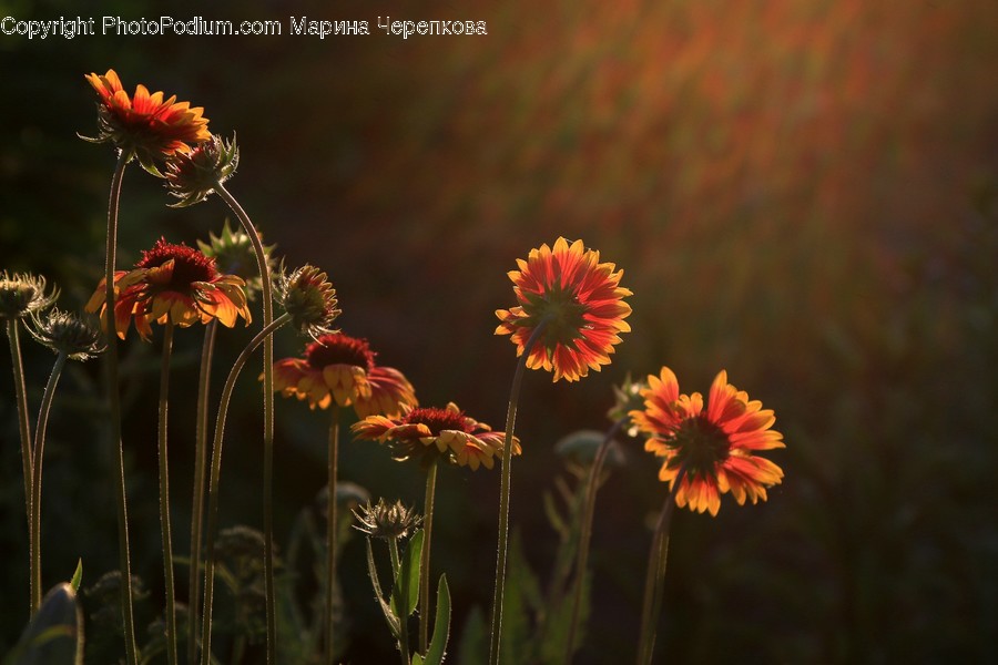 Asteraceae, Blossom, Flora, Flower, Plant