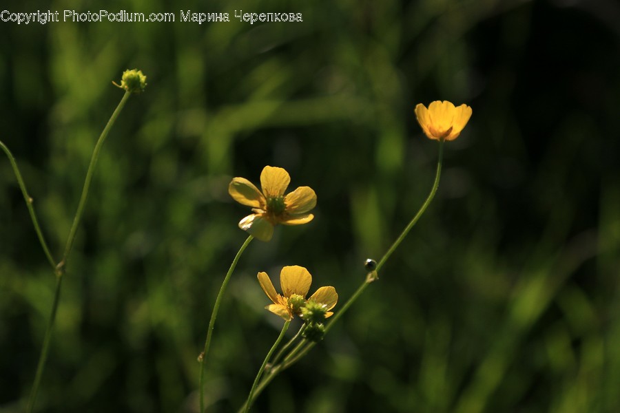 Blossom, Flax, Flora, Flower, Plant