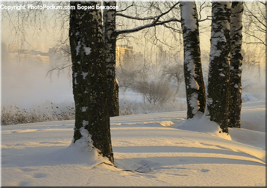Birch, Tree, Wood, Blizzard, Outdoors, Snow, Weather