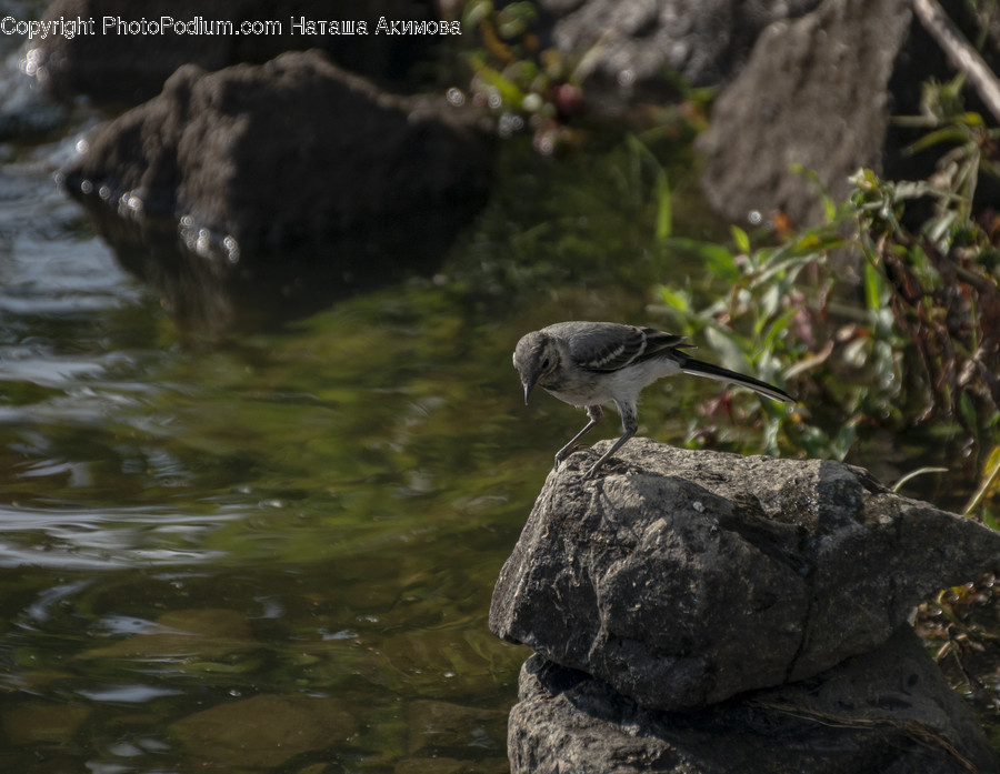 Animal, Bird, Ardeidae, Heron, Waterfowl