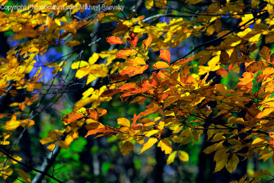 Art, Flora, Plant, Birch, Tree