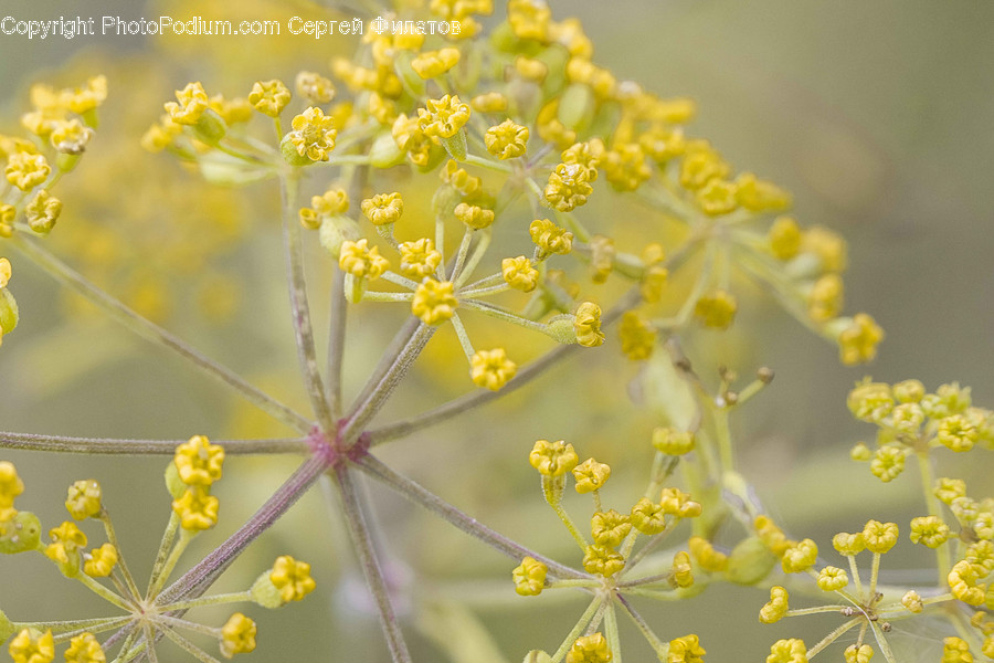 Dill, Flora, Food, Plant, Seasoning