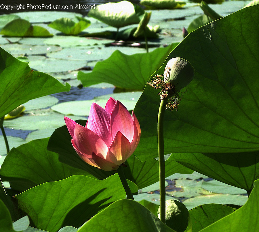 Anthurium, Blossom, Flora, Flower, Plant