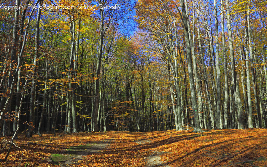 Birch, Flora, Plant, Tree, Forest
