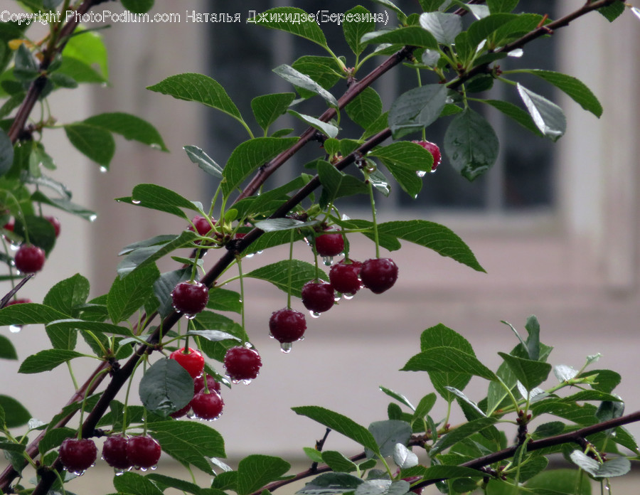 Flora, Food, Fruit, Plant, Plum