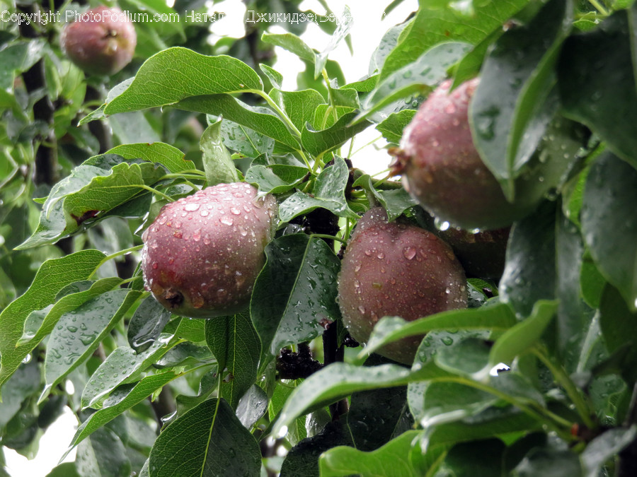 Flora, Plant, Food, Produce, Vegetable