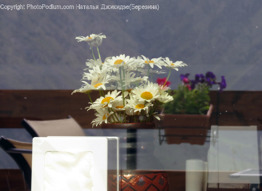 Flora, Jar, Plant, Potted Plant, Pottery