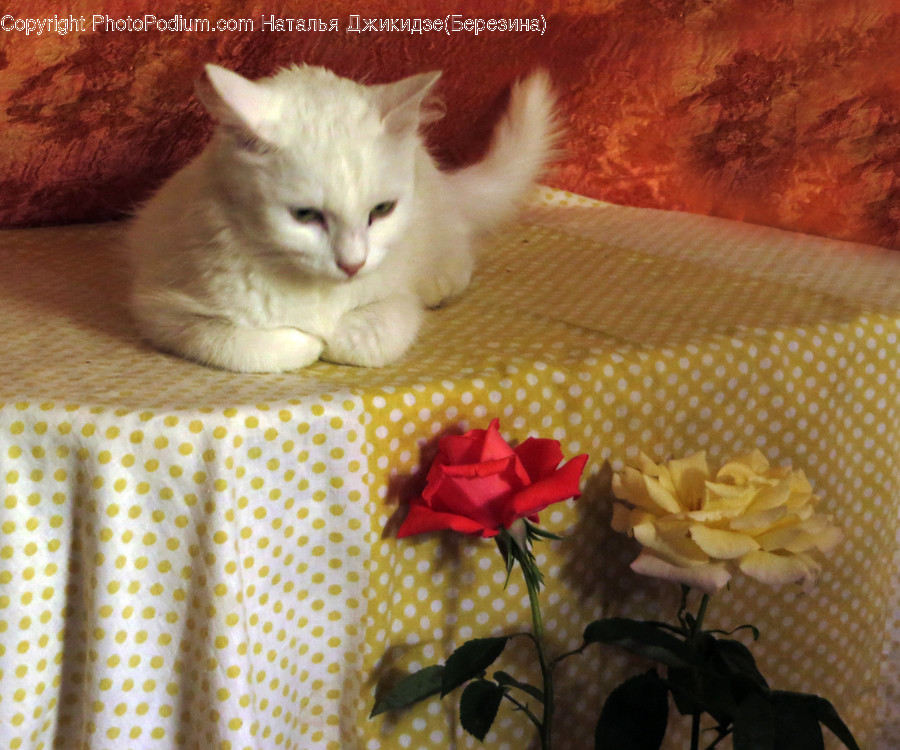 Animal, Cat, Mammal, Pet, Siamese