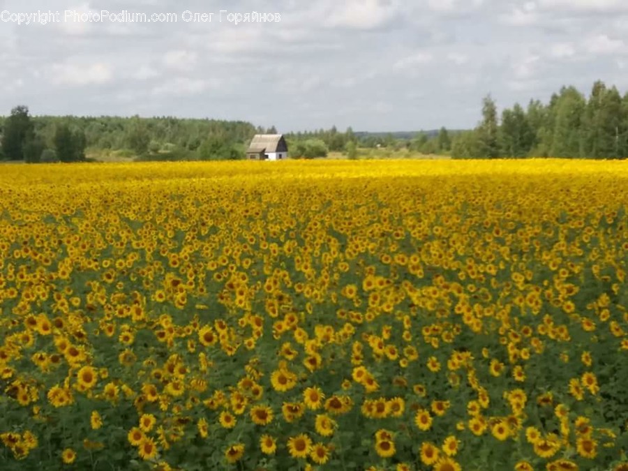 Field, Blossom, Flora, Flower, Plant