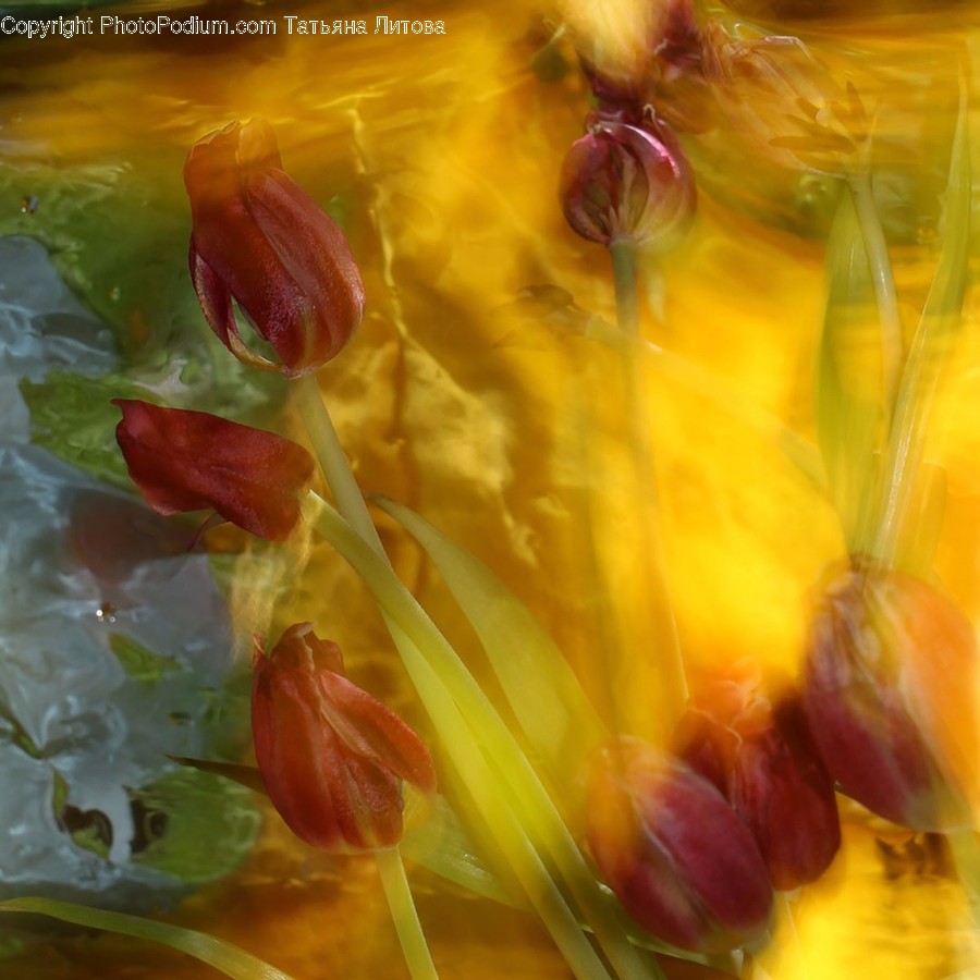 Blossom, Flora, Flower, Petal, Plant